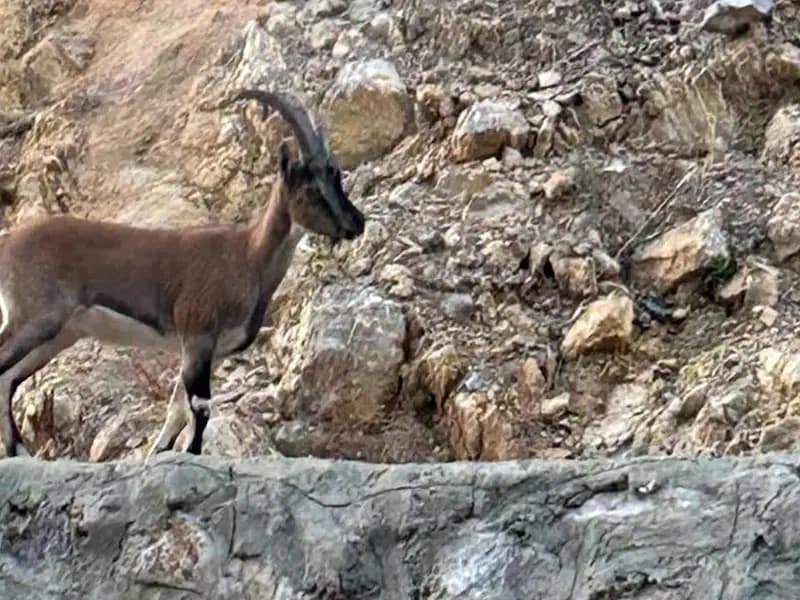 Yaban Keçisini Avlayan Kişiye 661 Bin Lira Ceza