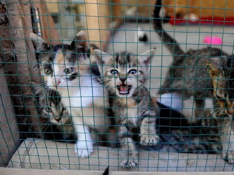 Sahiplendiği Hayvanı Kaybedenlerin Karşısına Engel Çıktı