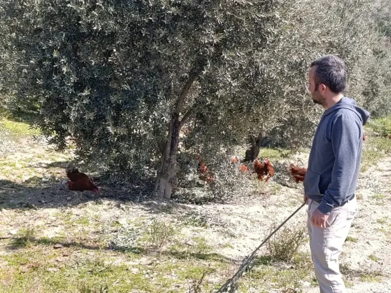 Artan Kiralar Sonrası Köyüne Dönerek Tavuk Çiftliği Kurdu
