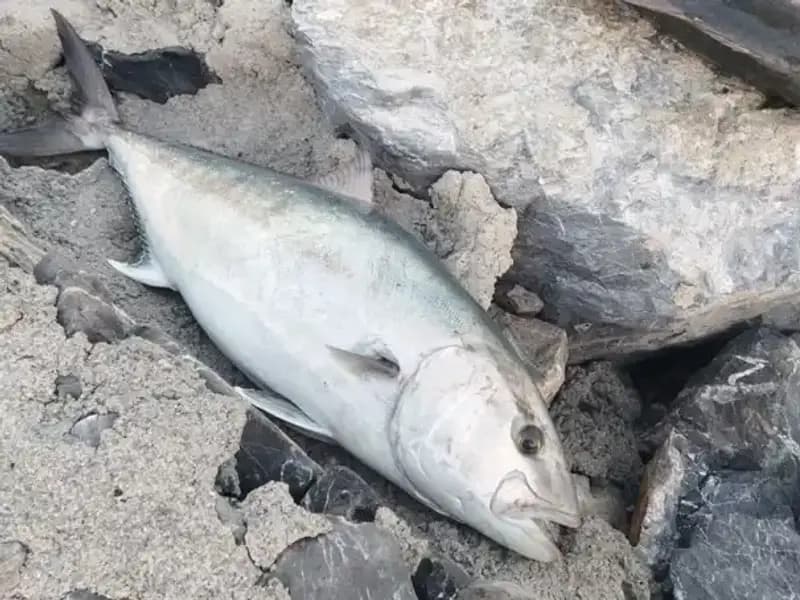 65 Kiloluk Dev Bala, Oltayla Yakalandı ve 18 Bin TL’ye Satıldı!