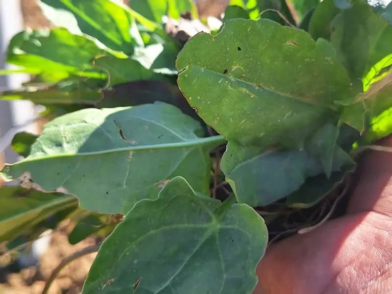 Manisa Sarıgöl'de Bahar Gelince Ekşi Kulaklar Toplanıyor