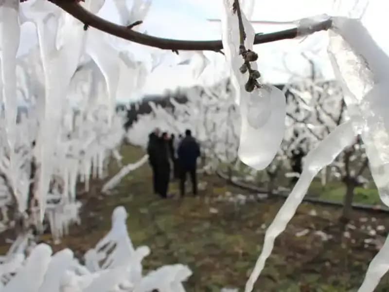 Ağaçları Dondurmuştu, Tomurcukların Yüzde 80'i Bahara Hazır!