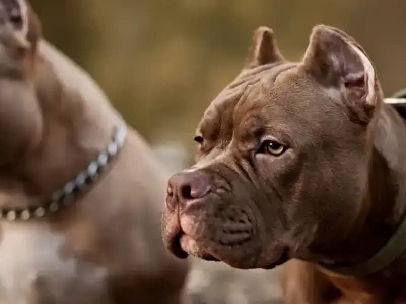 Köpeğin Tetiği Çekmesiyle Korkunç Olay: Sahibi Vuruldu