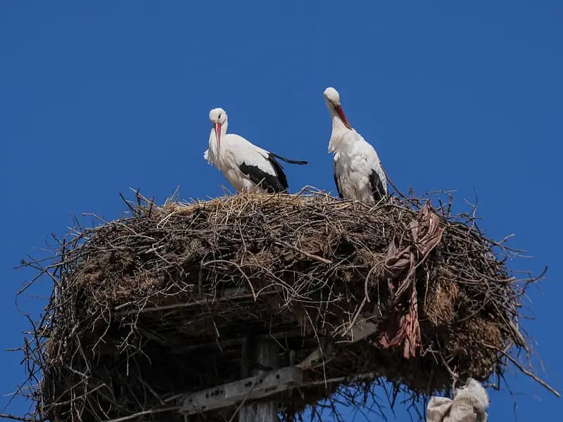 Yaren Leylek, Eşi Nazlı ile Bursa'da Buluştu