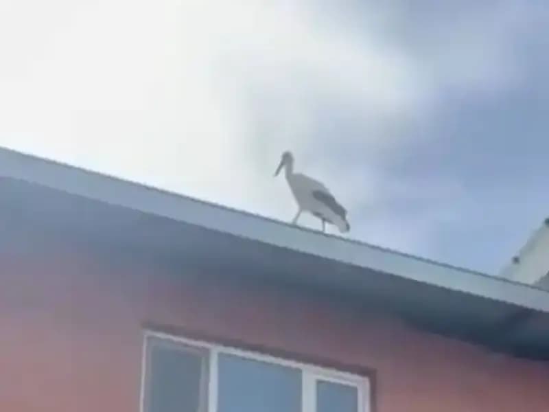 Leylekler Geldi! Yusuf Dayının Hayvansever Hikayesi Yeniden Canlanıyor