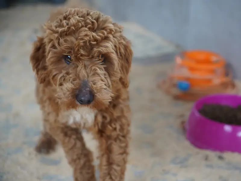 Edirne'de Yasa Dışı Köpek Üretimi Yapan Şahsa 2 Milyon Ceza