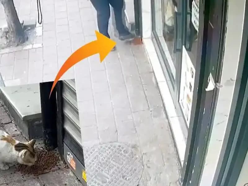 Kedilerin Mamalarını Dağıtıp Kaçan Gizemli Hırsız Kim?