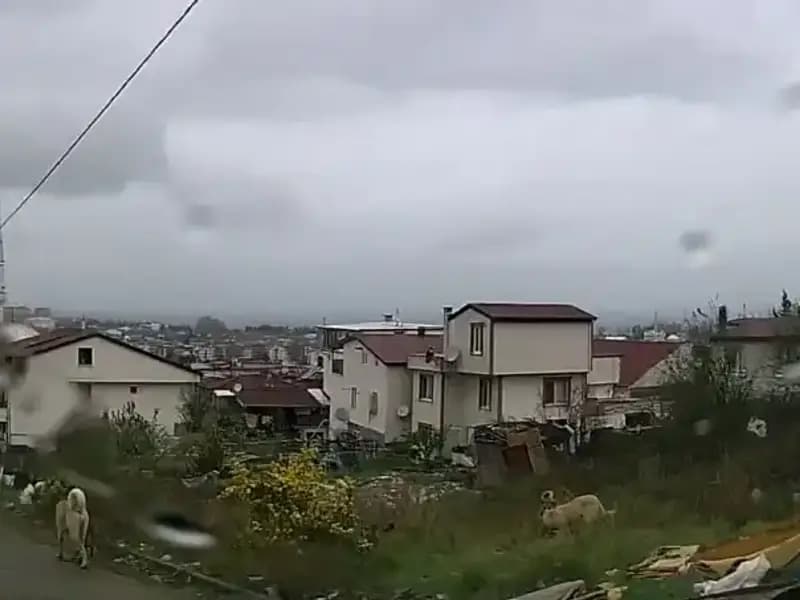 Sahipsiz Köpeklerin Saldırısında 5 Yaşındaki Çocuk Ağır Yaralandı