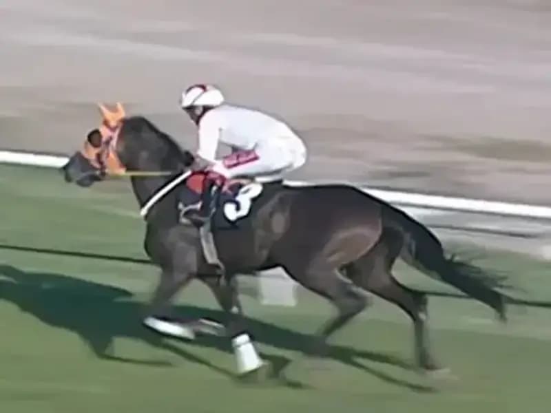 Mersin'de Kavurma Yapılan At Olayı İngiliz Basınında Gündem Oldu