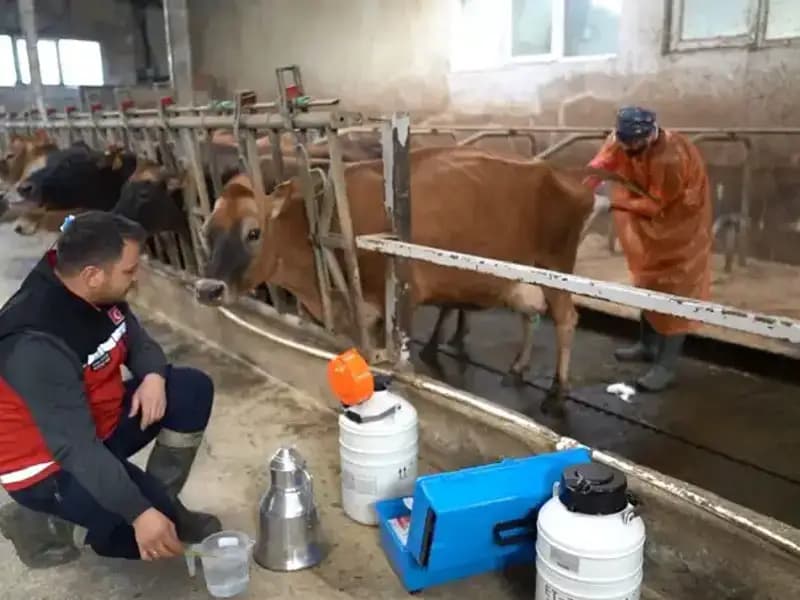 Trabzon'da Jersey Sperması Kullanarak Hayvancılıkta Devrim Yaratan Yeni Uygulama