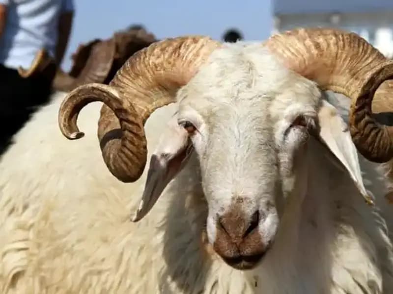 2025 Kurban Bayramı Takvimi: Bayramın Tarihi Nedir ve Önemi Nasıldır?