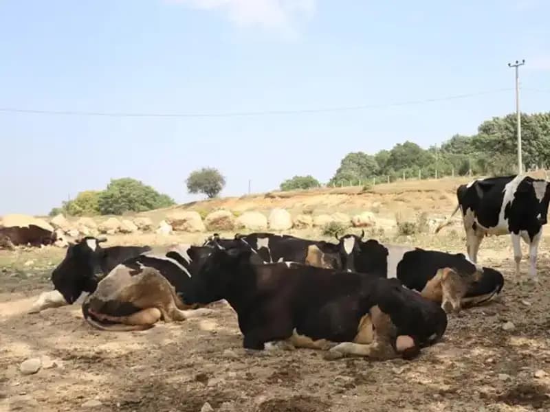 Şap Hastalığı Nedeniyle 22 Köyde Giriş ve Çıkış Kısıtlaması Yapıldı