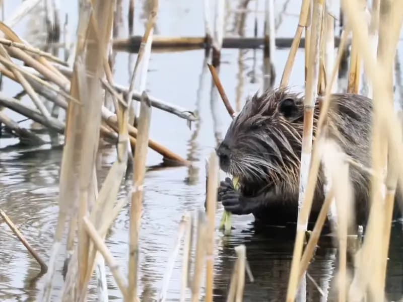 Ağrı Dağı Eteklerinde Su Maymunu Beslenirken Görüntülendi