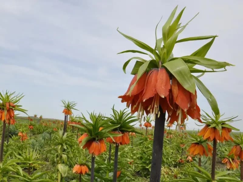 Doğal Çiçek Soğanları İhracatı Yasak ve Kotaya Tabi