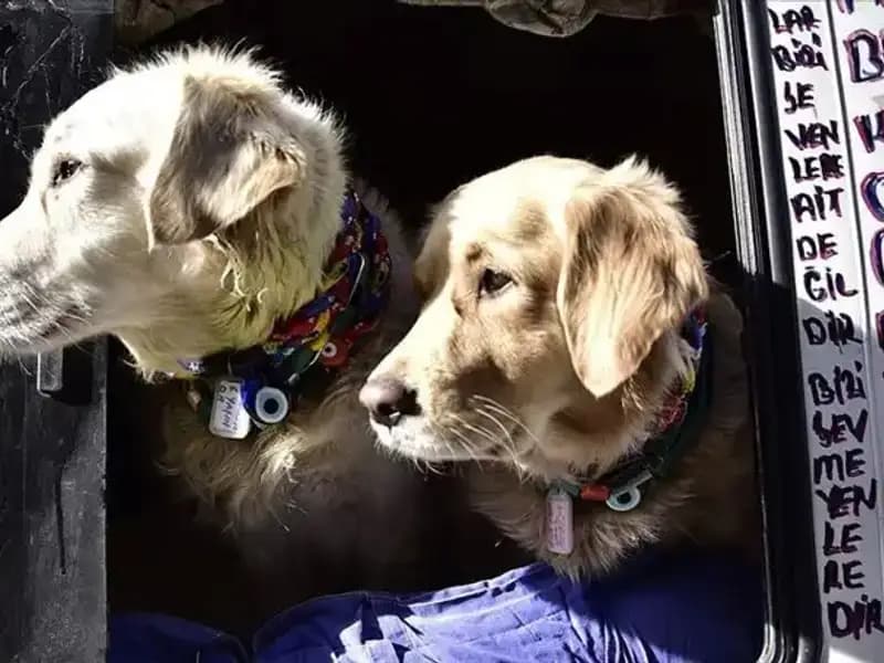 Evcil Hayvan Sahiplerine Müjdeli Haber: Son Tarih 31 Aralık 2025'e Uzatıldı!